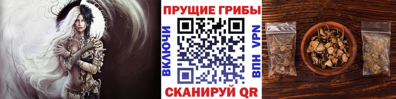 где продают   Лянтор  Галлюциногенные грибы прущие грибы 